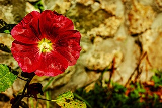 hollyhock flower, beauty, friendship