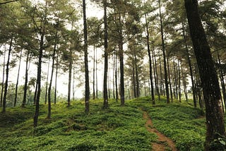 What is the Panacea Path?
