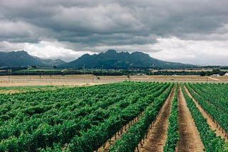 Exploring The Western Cape, Drenched In Natural Beauty