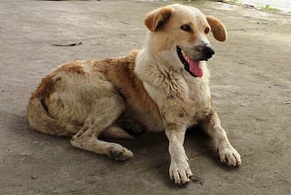 Pet Dog Training: Educating Your Pet the Sit Command