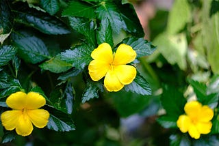 Meet Your Herbal Allies: Damiana