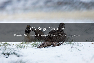 CA Sage Grouse