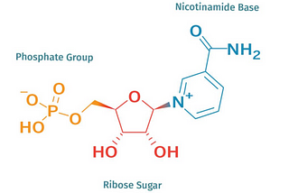 NMN: anti-aging molecule — — Is this supplements safe?