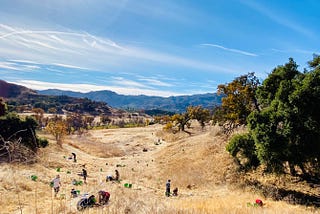 People planting trees on a hill, with mountains visible in the distance