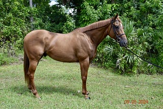 Gelding for Sale in Florida