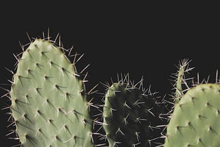 Four leaves of cactusses with spikes, against a black background.