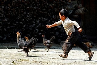 Chasing Chickens