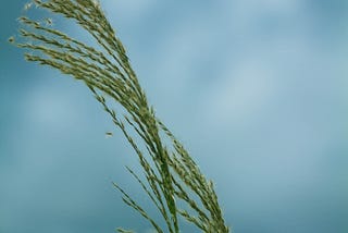 A flowering grass in the wind