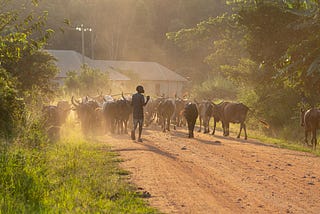 Africa’s ‘dead capital’ problem: why cows aren’t assets.