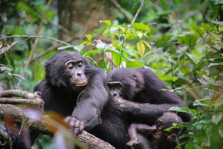 Bonobos: Gardeners of the Congo Basin