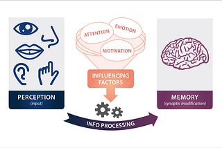 Main mental processes at play when the brain processes information: perception, attention, memory.