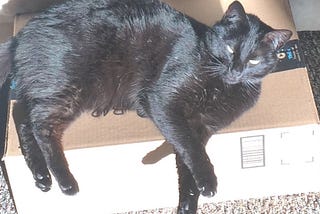 Black cat on amazon box