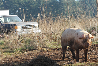 I Went Farming to Inspire Myself During The Pandemic