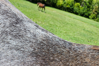 A red road horse coat mixed with grey