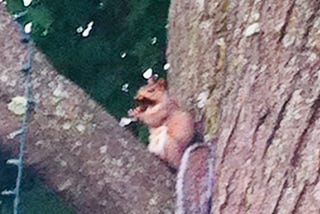 Jumping Squirrels