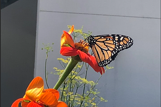 Monarch Butterfly Recovery