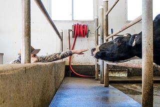 The last large dairy farm in Portage: “Born to be a farmer”
