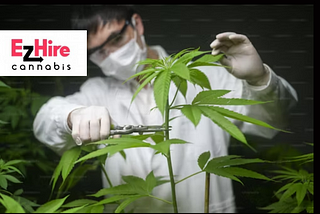 Exploring Lucrative Careers in the Cannabis Industry