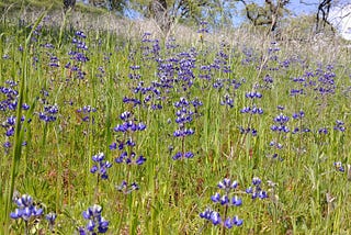Hiking in Henry Coe: a wildflower preview