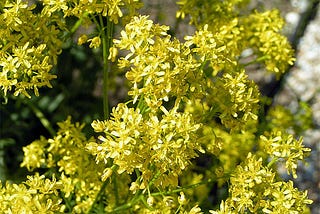 Woad, Part II