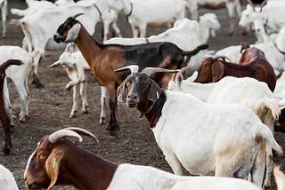 Exploring Agriculture in Nigeria: A deep dive into Livestock Production.