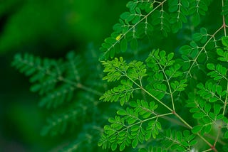How My Neighbor’s Gardening Routine and My Wife’s Coffee Abstinence Led To Moringa Oleifera