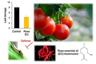 Rose Essential Oil: A Safe Pesticide for Organic Agriculture