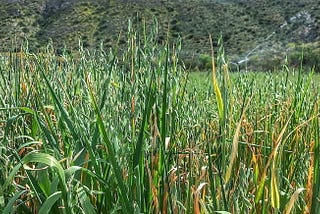 Decoding Nitrogen: A Guide to Regenerative Food Production