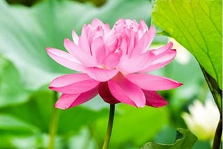 Knowledge And Beauty