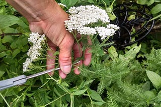 How To Find, Grow, Harvest, And Use Yarrow