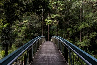 a path with railings leading into a tropical forest