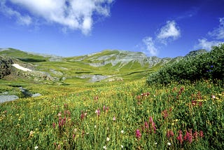 Wildflowers on a mountain slope