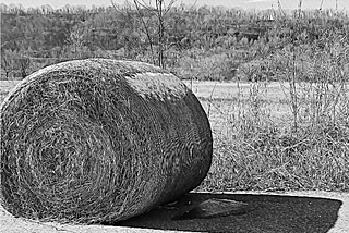 “When Hay Bales Speak to You”