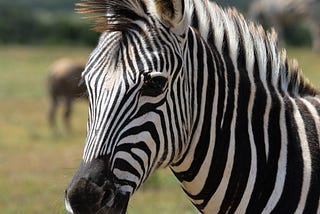 It is I: The incredible shrinking zebra