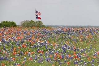 Poisonous Plants of Texas