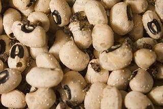 WEEVILS DESTROY OUR BEANS; Here are ways of preserving Beans from Weevils.