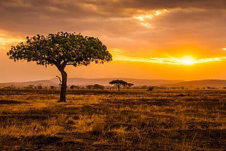 Your Ultimate 7-Day Adventure in Kenya: A Safari Journey to Remember!