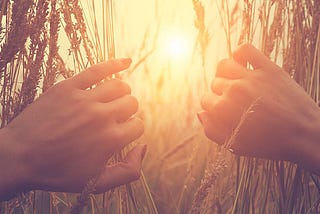 Hands parting grass or wheat to reveal the sun light