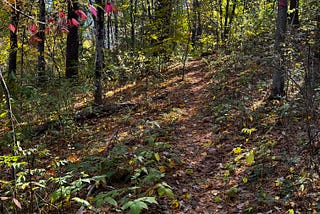 A trail up a small hill in autumn