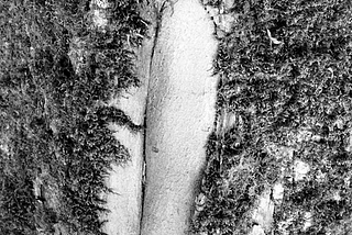The Importance (and sad irony) of Pubes