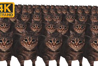 OIIAOIIA cat x10000000 4k