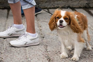 Walking a dog