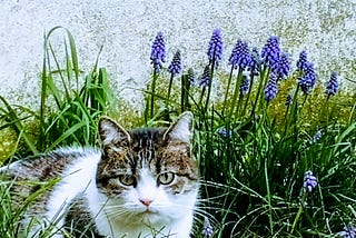 Twinkle the cat with flowers