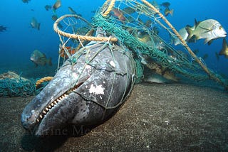 Trawling the method that turns the sea into “deserts”