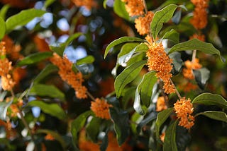 In Search Of The Wild Osmanthus