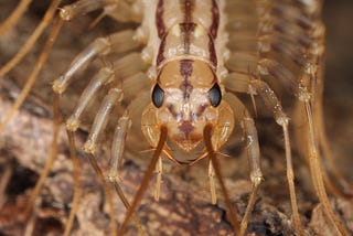 A centipede facing the camera