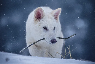 The “De-Extinction” of the Dire Wolf