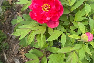 Spring Is Finished Before It Begins