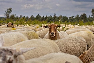 Replace Investor Controlled Companies (ICC) With Customer Controlled Companies (CCC)