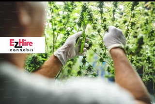 Exploring Entry-Level Jobs in the Cannabis Industry